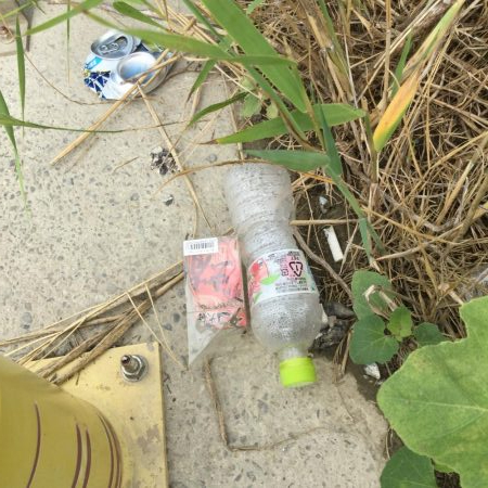 朝一番 マダコGET！