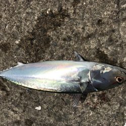 ショアジギング