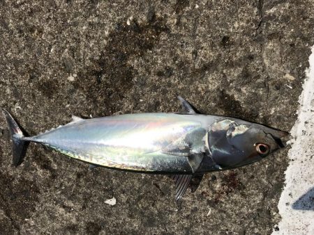 ショアジギング