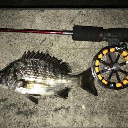 お台場周辺 シーバス チヌ