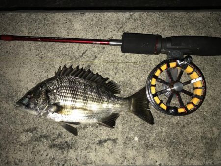 お台場周辺 シーバス チヌ