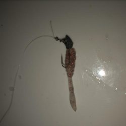 姫路豆アジング