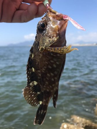 穴釣りデーゲーム