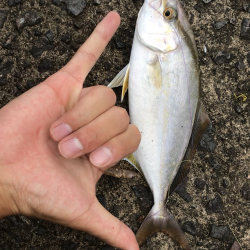 鹿児島市平川ヨットハーバーテトラポットにて