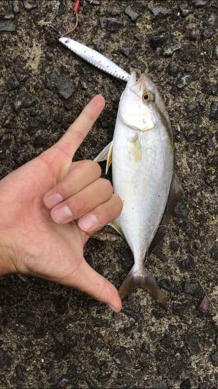 鹿児島市平川ヨットハーバーテトラポットにて…