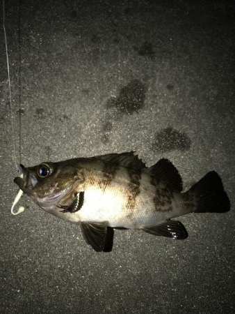 ヤオッチごめんね!