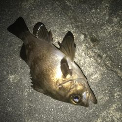 意外とメバルが