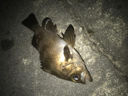 意外とメバルが