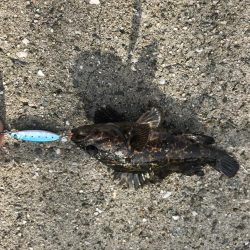 ロックフィッシュ