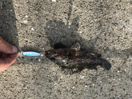 ロックフィッシュ