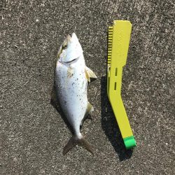 カマスの入れ食い