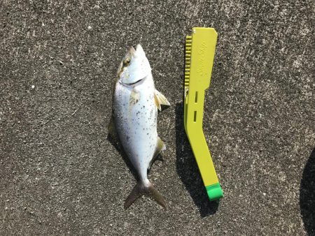 カマスの入れ食い