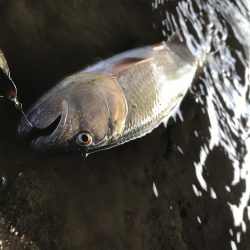 ブラックバスがいた