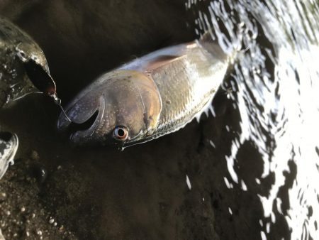 ブラックバスがいた