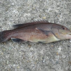 台風前チョイ投げ