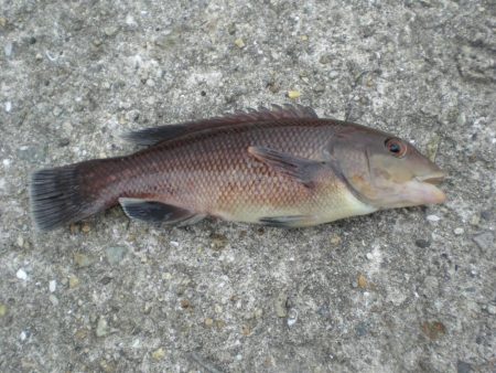 台風前チョイ投げ