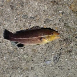 今日もいた！！