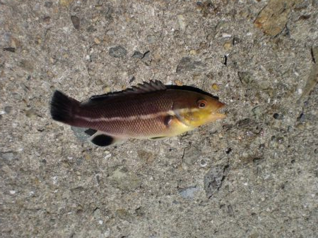 今日もいた！！