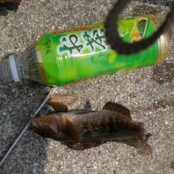 アイナメ・ガシラ祭り