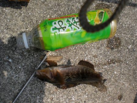 アイナメ・ガシラ祭り