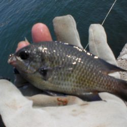 タコ釣れず・ガシラ