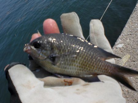 タコ釣れず・ガシラ