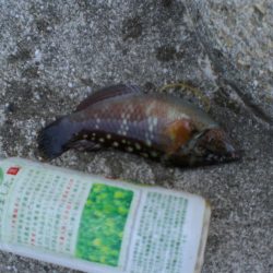 アイナメ・ガシラ