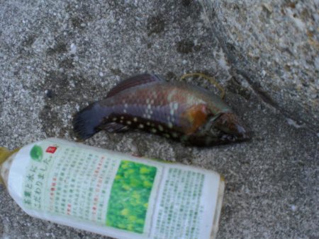 アイナメ・ガシラ