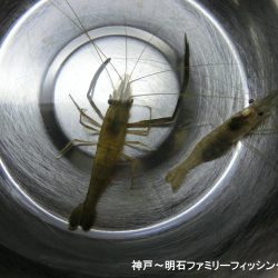 テナガエビはシーズン終わり?