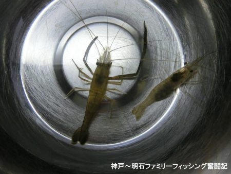テナガエビはシーズン終わり?
