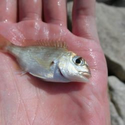 海水浴ついでにちょい投げ