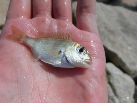 海水浴ついでにちょい投げ