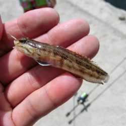 猛暑短時間キス狙い