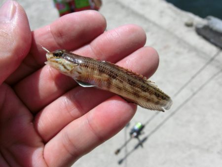 猛暑短時間キス狙い