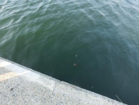 初アナゴとサビキ