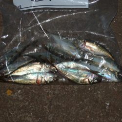 今年初アジング