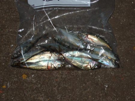 今年初アジング