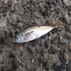 アジング好調、ついでにサバゲーも?