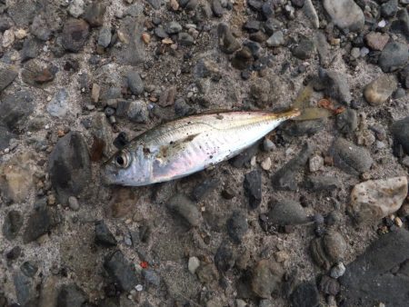 アジング好調、ついでにサバゲーも?