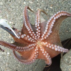 遅くて少ない、外れ年じゃなければいいけど