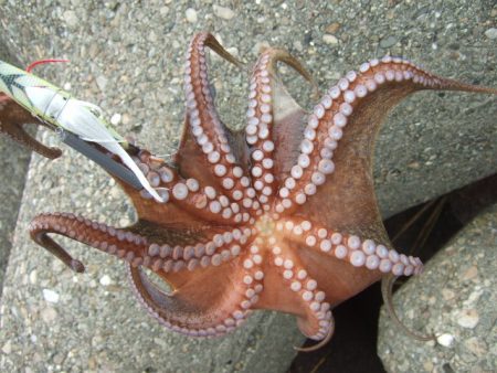 遅くて少ない、外れ年じゃなければいいけど