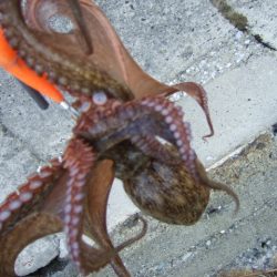 さすがに暑すぎる