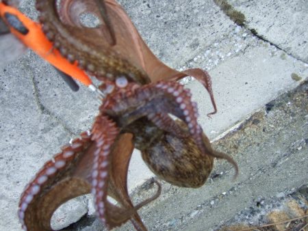 さすがに暑すぎる