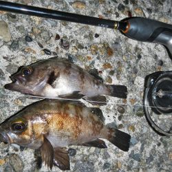 アジング、メバリング