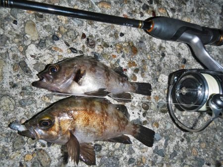 アジング、メバリング