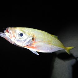 本日も暑くて渋い