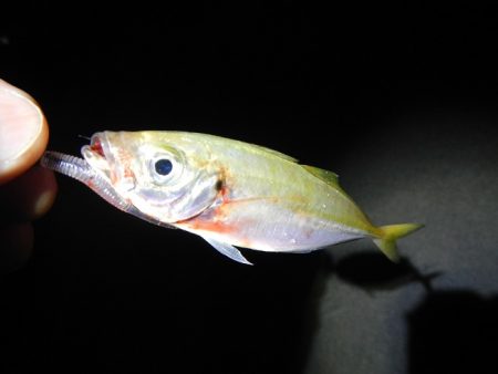 本日も暑くて渋い