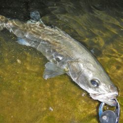 5度目のリベンジで