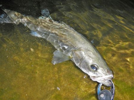 5度目のリベンジで