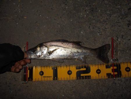 バチパターン？。